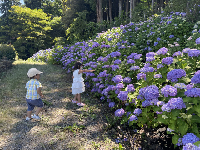 紫陽花に魅せられて