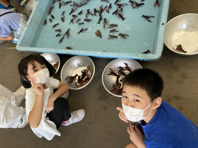 ザリガニ釣りでたくさん釣ったよ