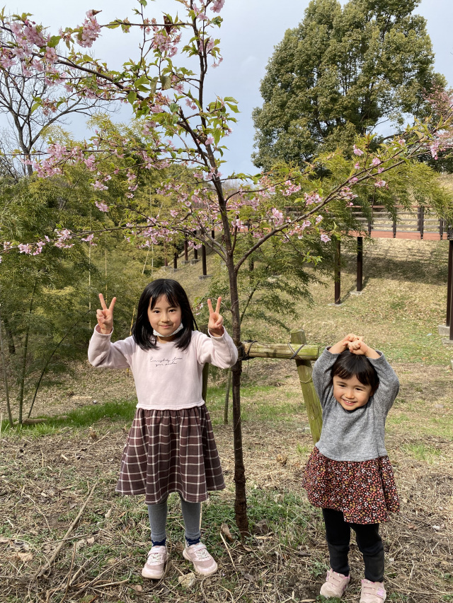 桜